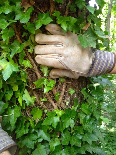 clinging part of ivy figgerits|Clinging part of ivy [ Figgerits Answers ] .